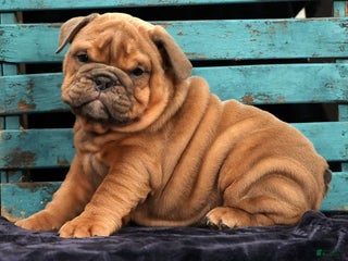 English Bulldog dogs Scarlett - Ad 36