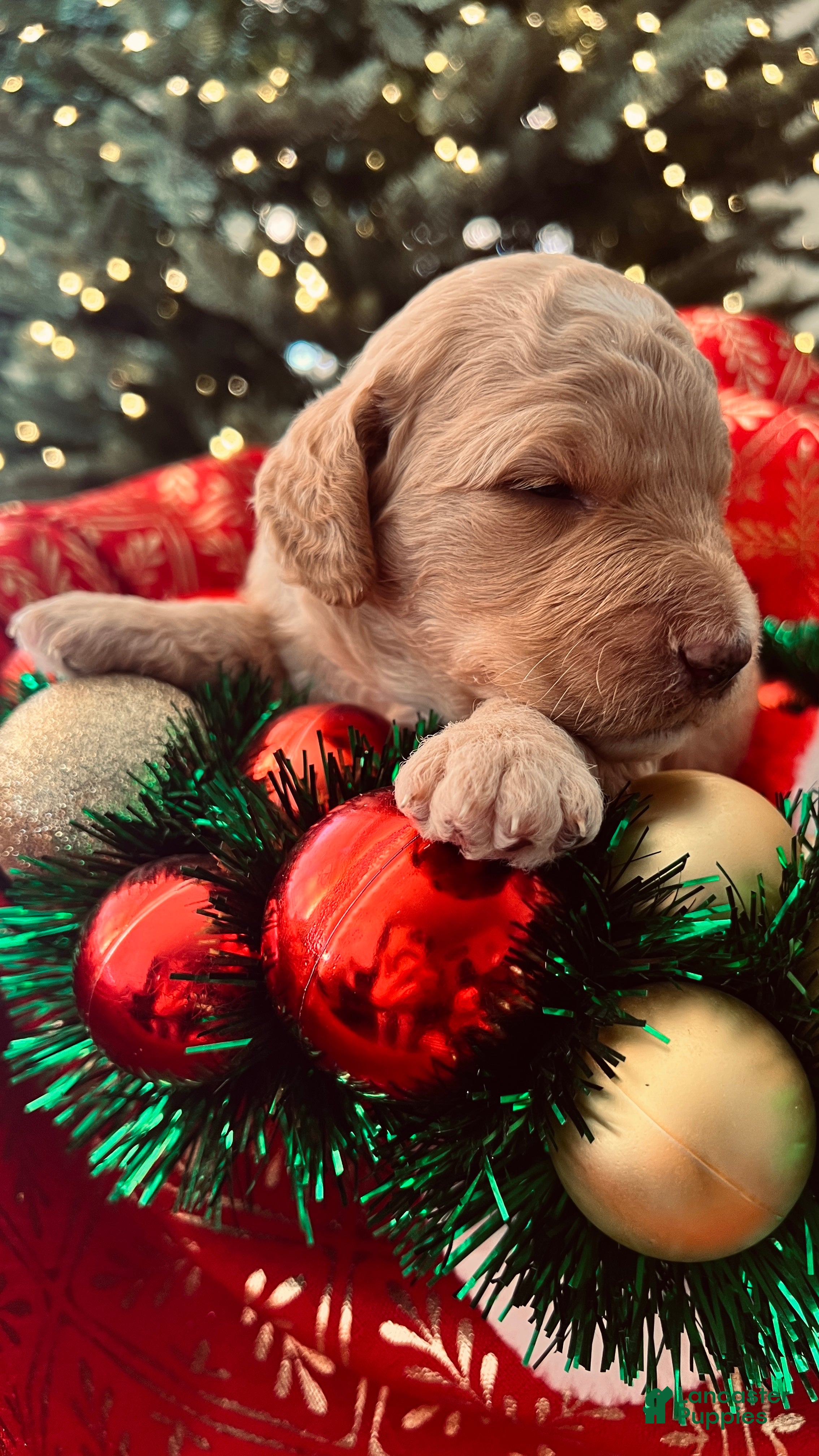 Goldendoodle dogs Faith - (smaller) Medium - Ad 3