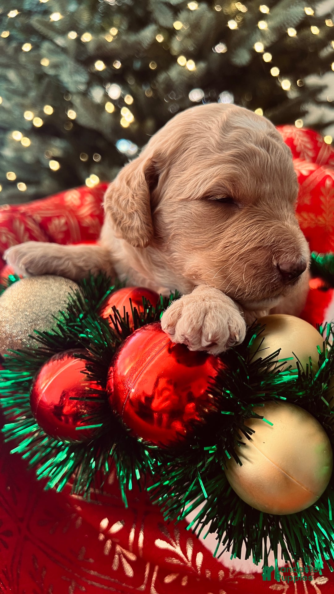 Goldendoodle dogs for sale: Faith - (smaller) Medium - Ad 1