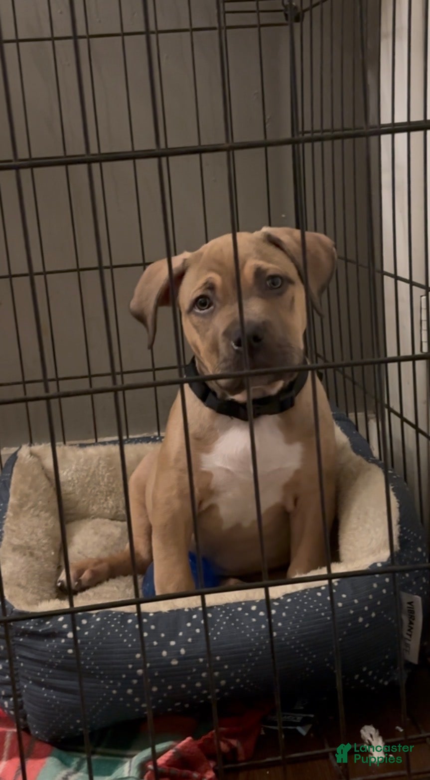 American Bully dogs Toby - Ad 35