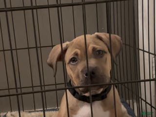 American Bully dogs Toby - Ad 35