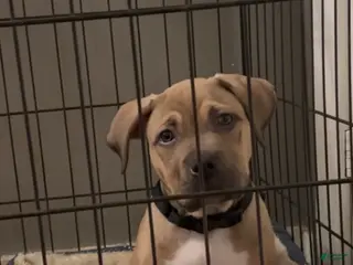 American Bully dogs Toby - Ad 42