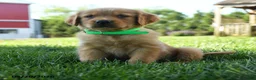 Golden Retriever dogs for sale: Harper - Ad 4