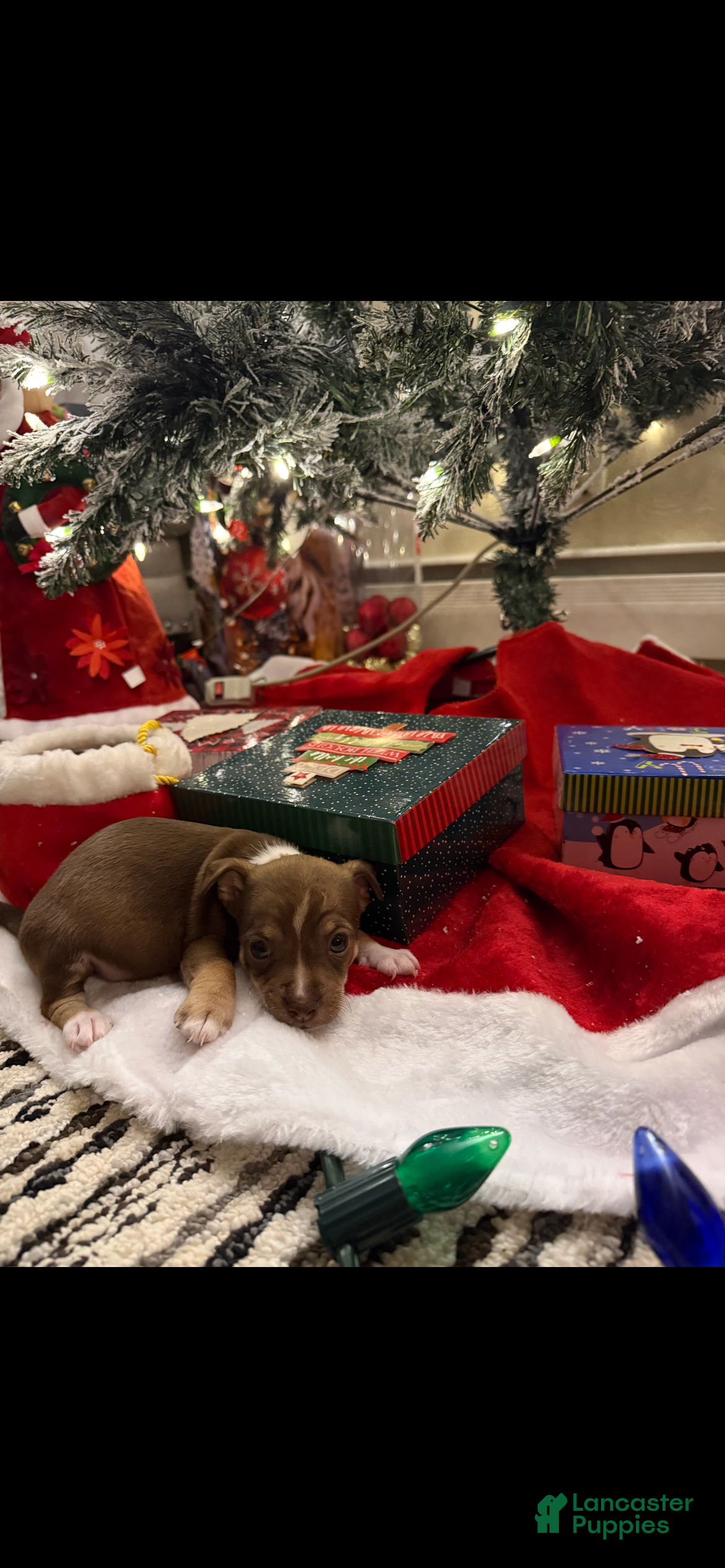 Chihuahua dogs Chihuahua Puppy 1 - Ad 40