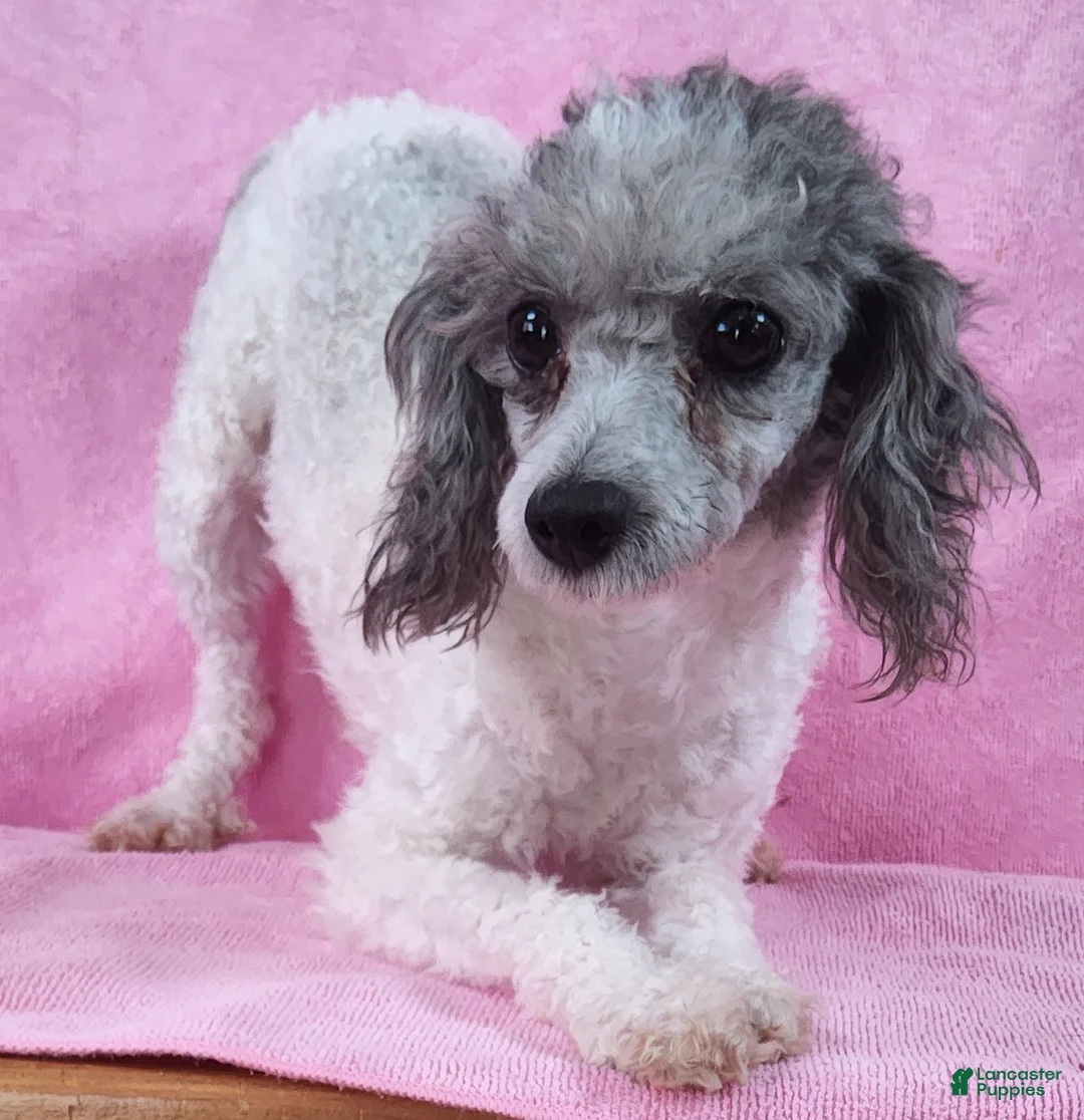 Yorkiepoo dogs for sale: Gloriana Peace - Ad 7