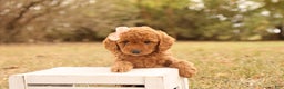 Mini Goldendoodle dogs for sale: Autumn - Ad 5