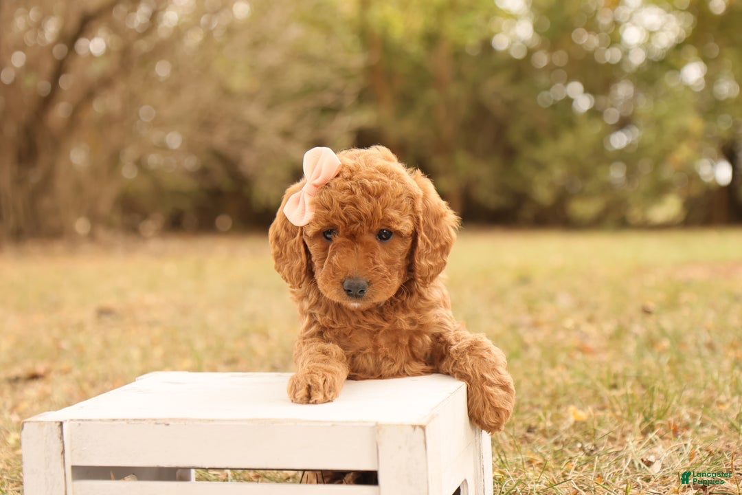 Mini Goldendoodle dogs for sale: Autumn - Ad 5