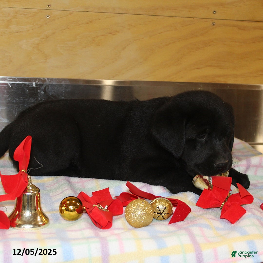 Goldador dogs for sale: Bruno - Ad 3