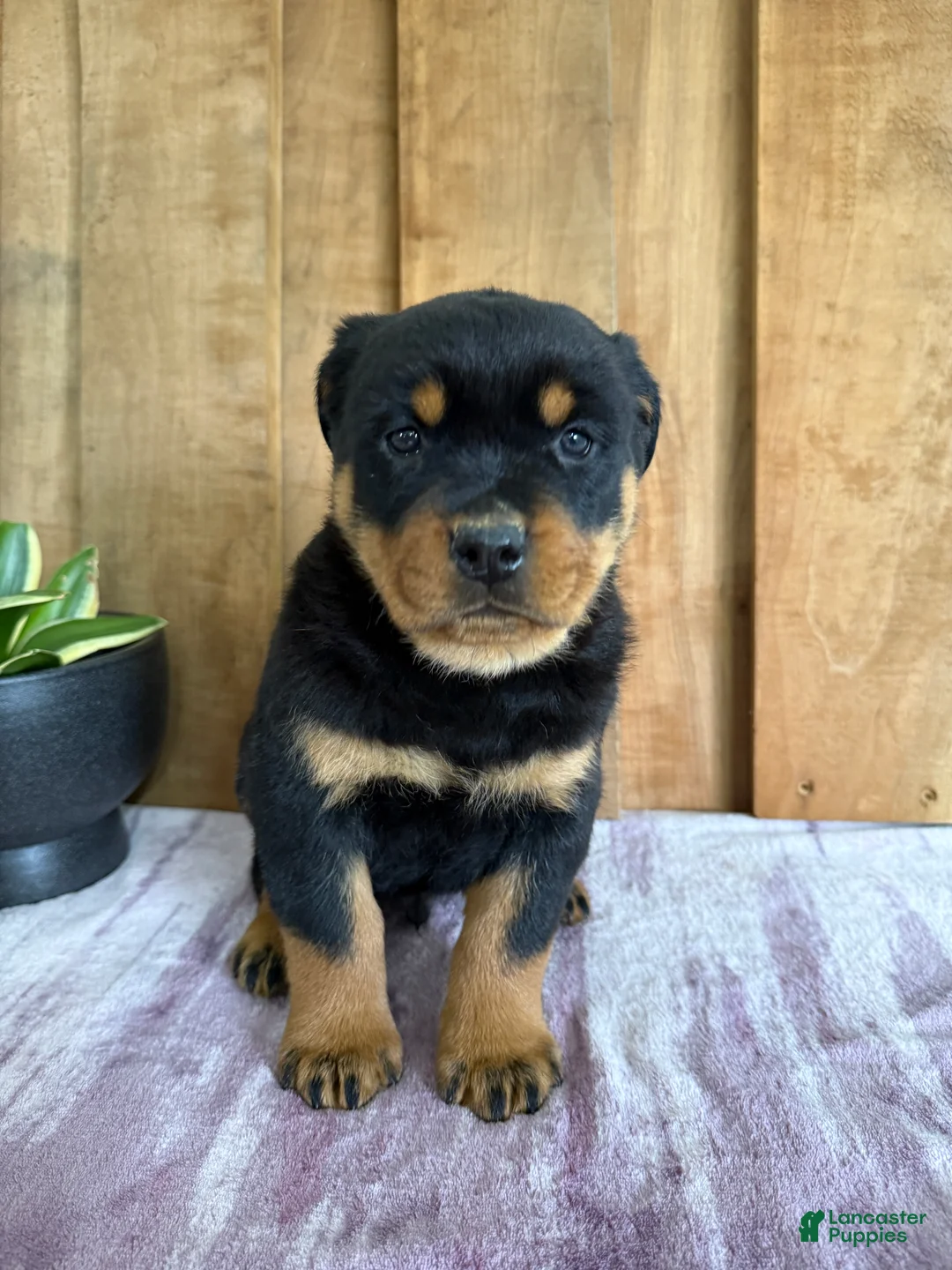 Rottweiler dogs for sale: Lucas - Ad 2
