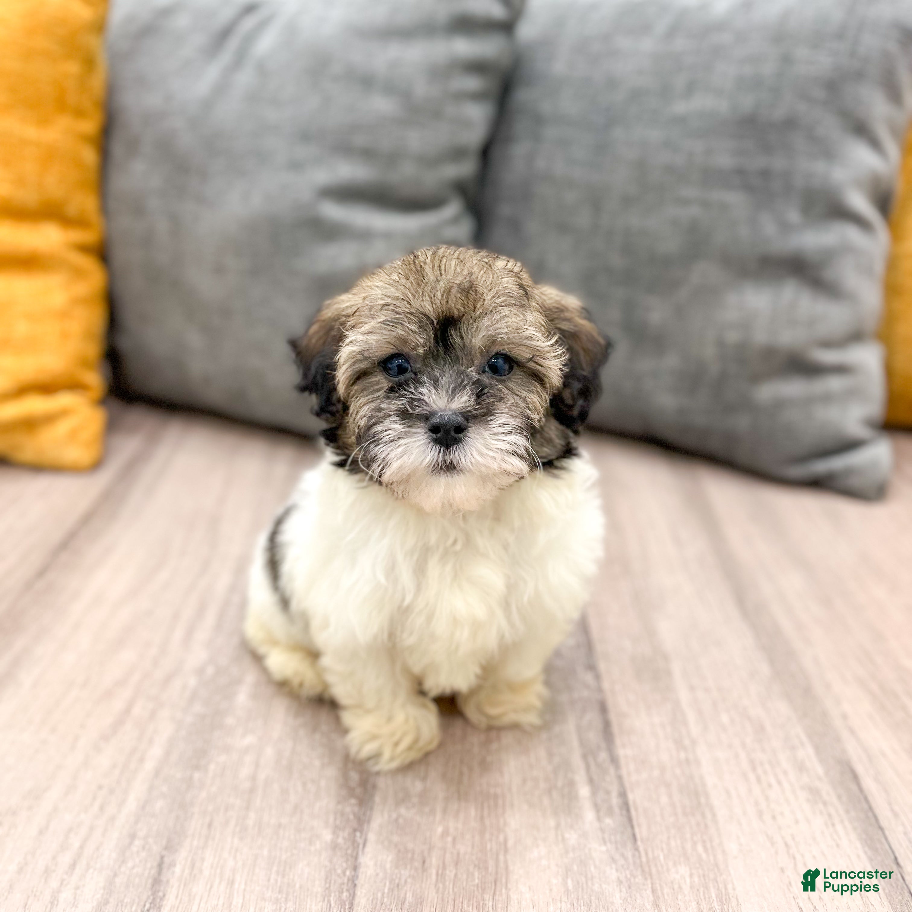 Havapoo dogs Bear - Ad 2