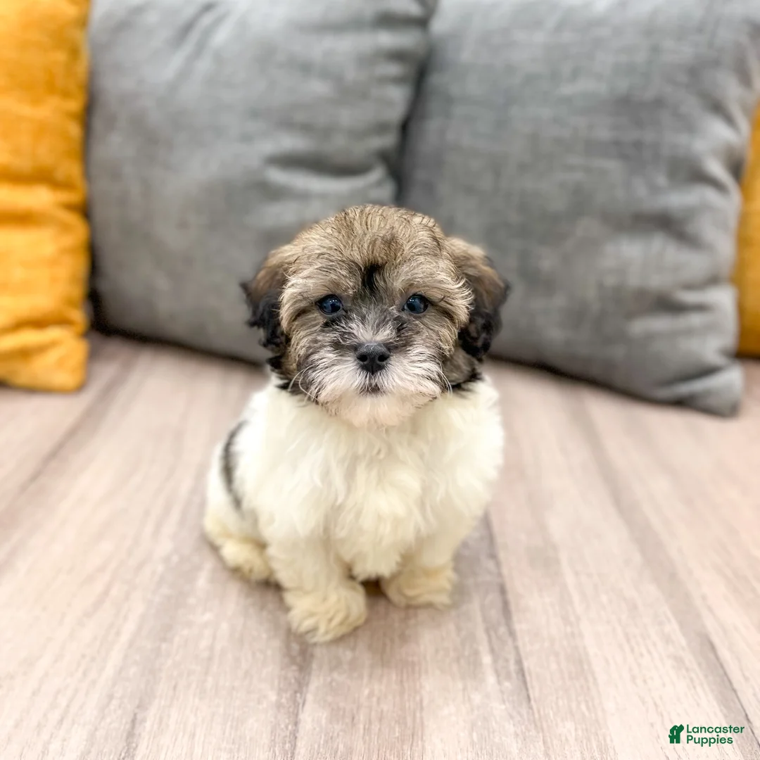 Havapoo dogs for sale: Bear - Ad 2