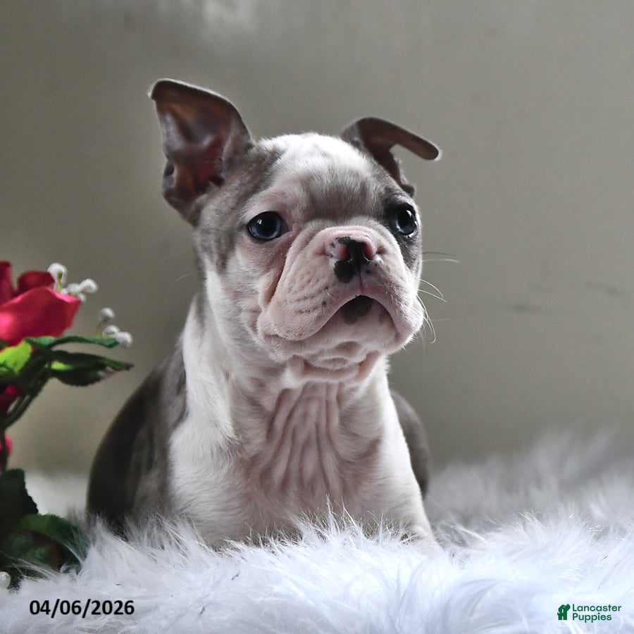 Boston Terrier dogs Denver - Ad 2