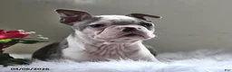 Boston Terrier dogs for sale: Denver - Ad 6