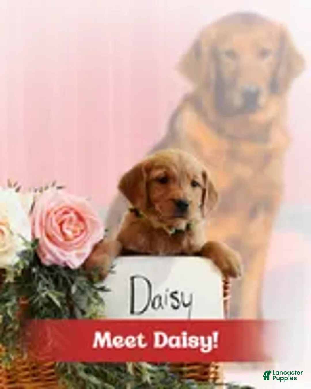 Golden Retriever dogs for sale: Daisy  - Ad 1