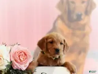 Golden Retriever dogs for sale: Daisy - Ad 3