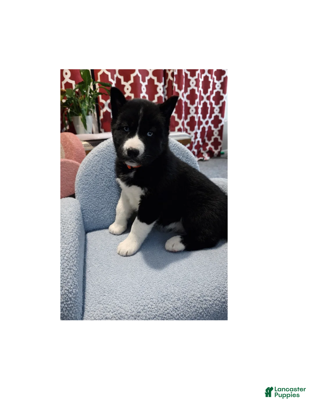 Siberian Husky dogs for sale: Comet - Ad 1