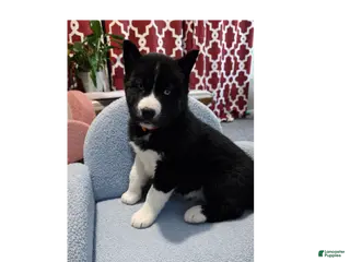 Siberian Husky dogs Comet - Ad 21