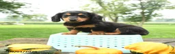 Miniature Dachshund dogs for sale: Fudge - Ad 3