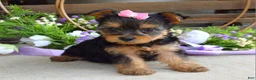 Yorkshire Terrier dogs for sale: Ava - Ad 10