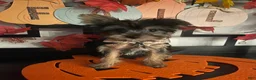 Yorkshire Terrier dogs for sale: Yorkshire Terrier 3 - Ad 2