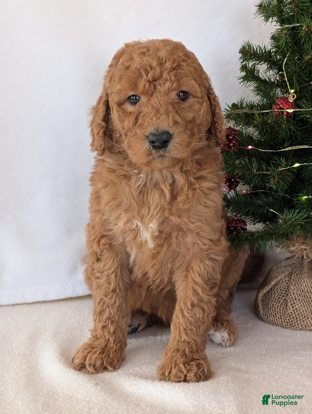 Goldendoodle dogs for sale: Miss Daisy  - Ad 11