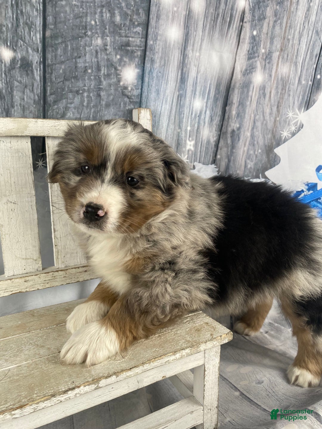 Australian Shepherd dogs for sale: Valor - Ad 6