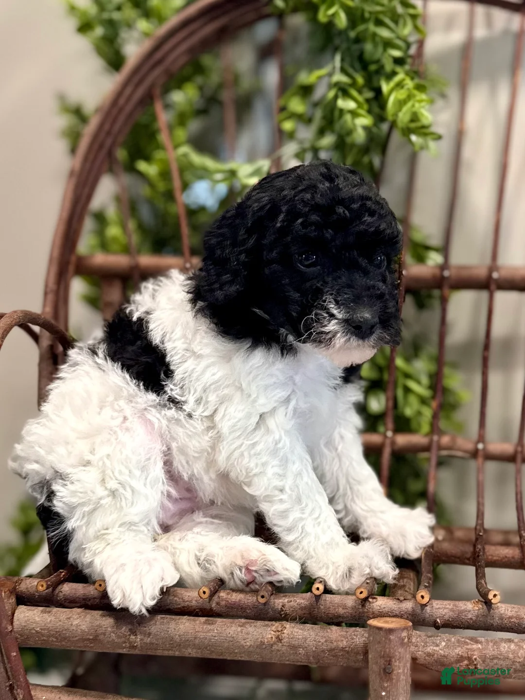 Mini Goldendoodle dogs for sale: Onna - Ad 6