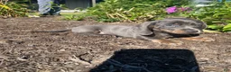 Miniature Dachshund dogs for sale: Dixie - Ad 14
