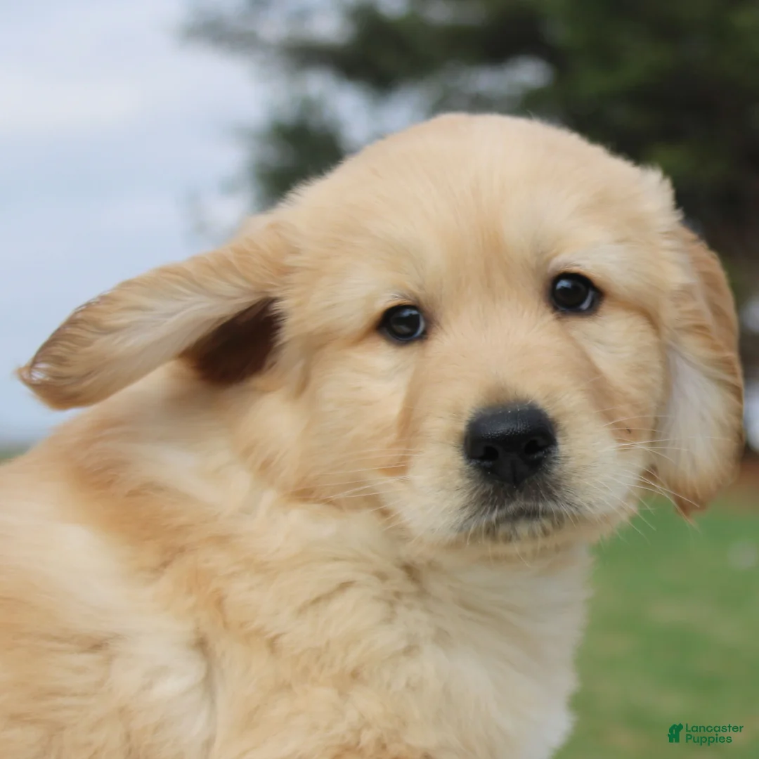 Golden Retriever dogs for sale: Frank the TRAINED Golden Retriever Puppy  - Ad 1