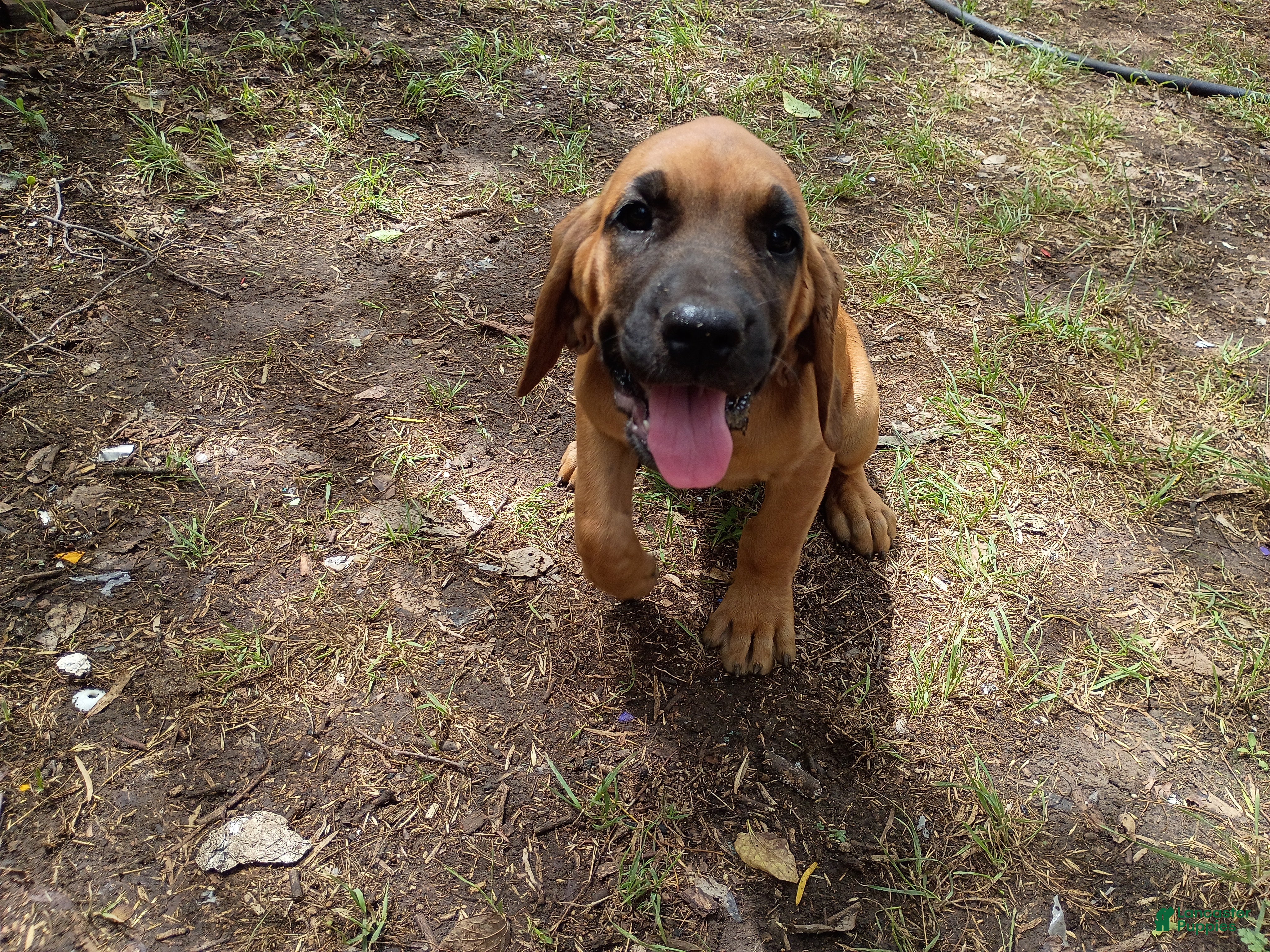Mixed Breed dogs Thelma - Ad 38