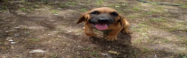 Thelma