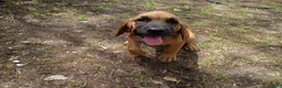 Mixed Breed dogs for sale: Thelma - Ad 1
