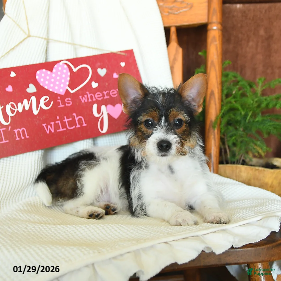 Yorkiepoo dogs for sale: Bear - Ad 4