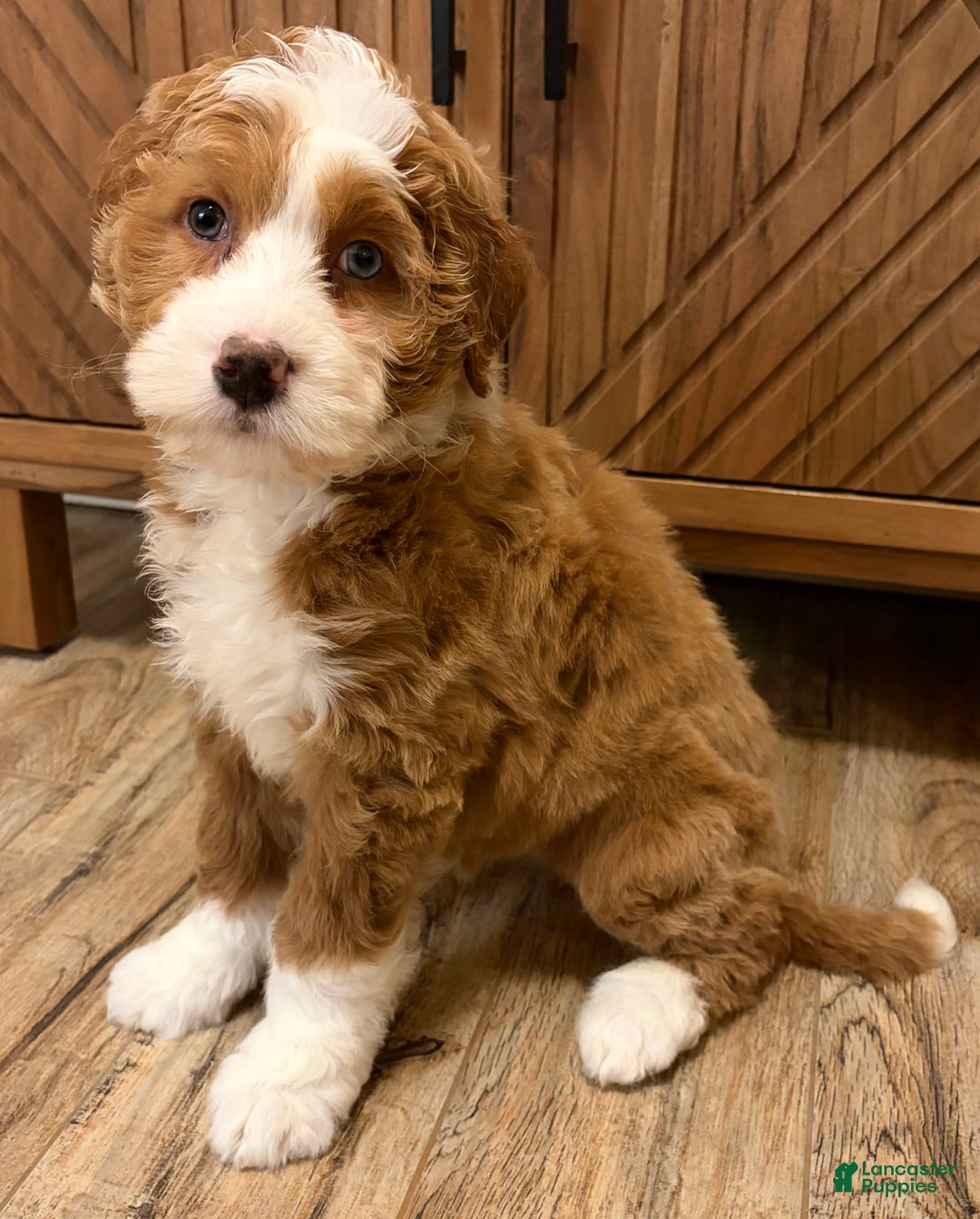 Mini Bernedoodle dogs for sale: 💗 IN BOSTON MASSACHUSETTS AREA 💗 RED AND WHITE GIRL WITH ONE BLUE EYE 💗 MINI BERNEDOODLE 💗 - Ad 8
