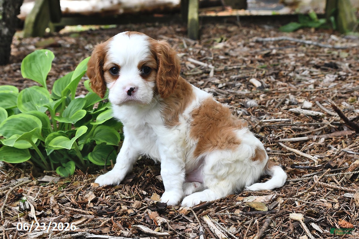 Cavalier King Charles Spaniel dogs Happy - Ad 2