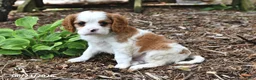 Cavalier King Charles Spaniel dogs for sale: Happy - Ad 2