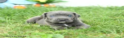 Cane Corso dogs for sale: Riggs - Ad 3