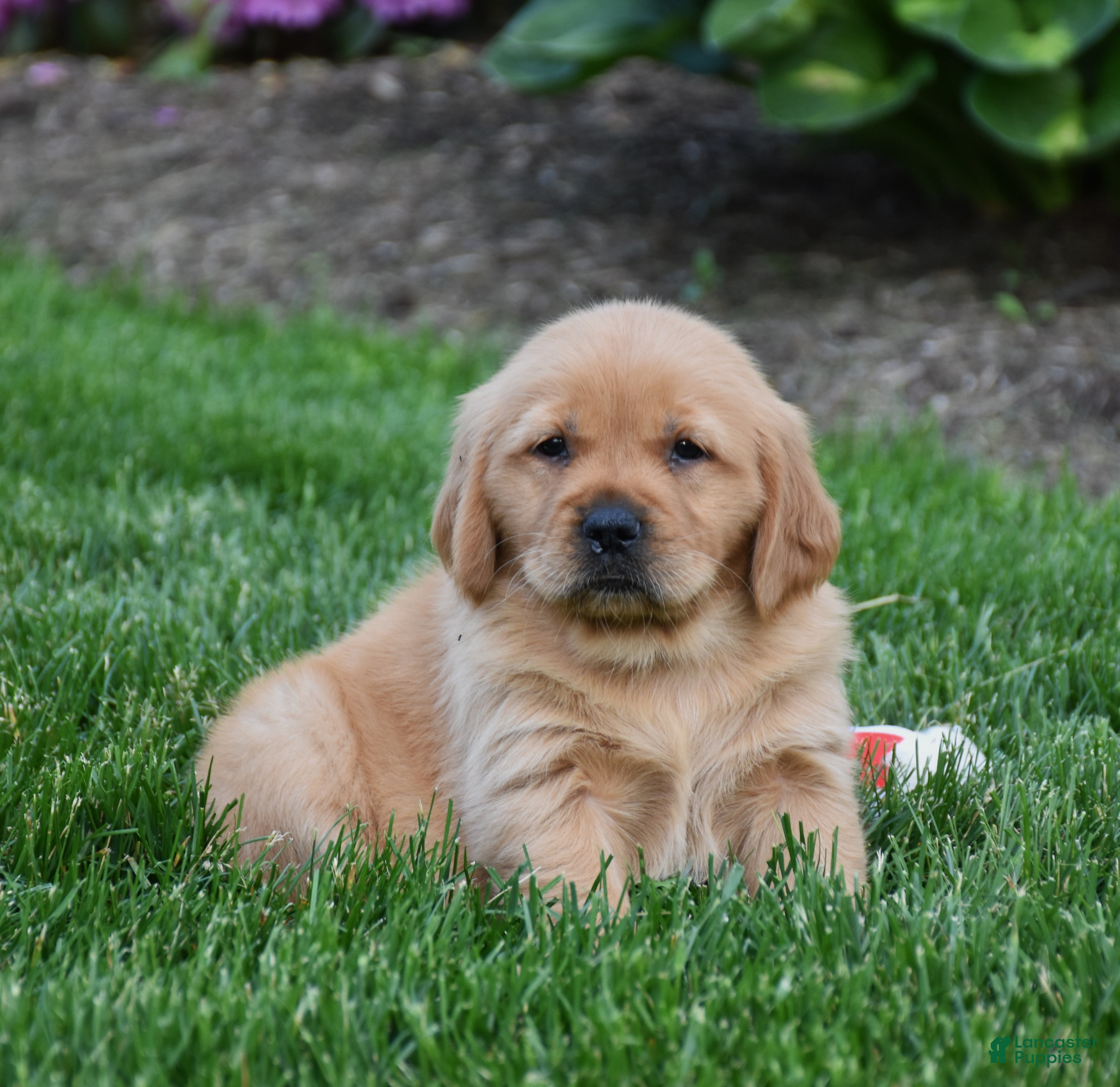 Golden Retriever dogs Andi - Ad 1