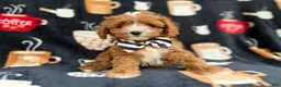 Cavapoo dogs for sale: Jackson - Ad 5