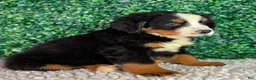 Bernese Mountain Dog dogs for sale: Nala  - Ad 2