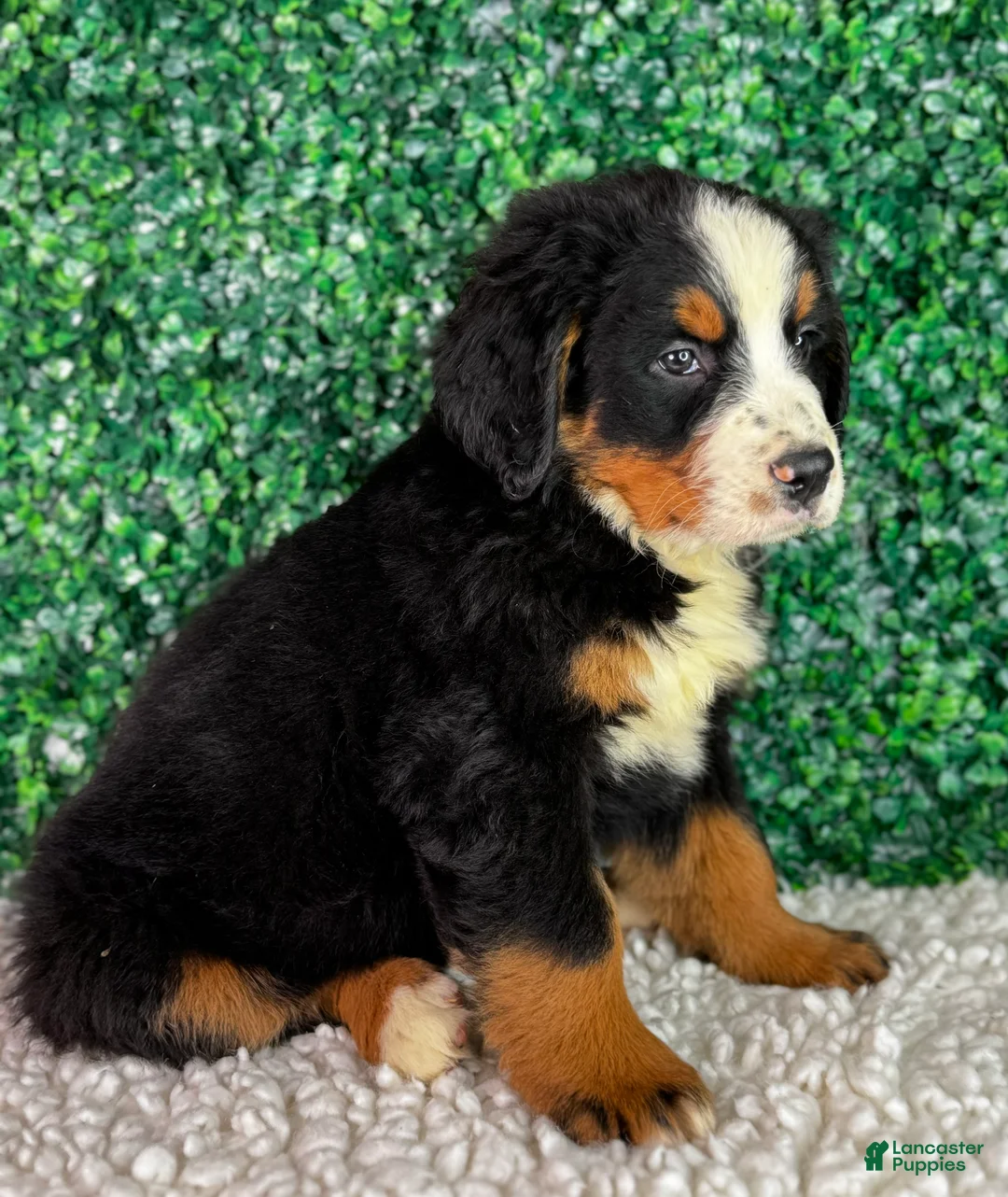 Bernese Mountain Dog dogs for sale: Nala  - Ad 2