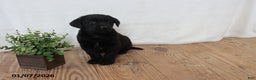 Labrador Retriever dogs for sale: Peppy - Ad 3