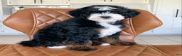 Mini Bernedoodle dogs for sale: Tucker - Ad 3