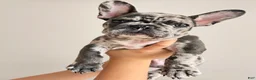 French Bulldog dogs for sale: Louie (Blue Merle) - Ad 1
