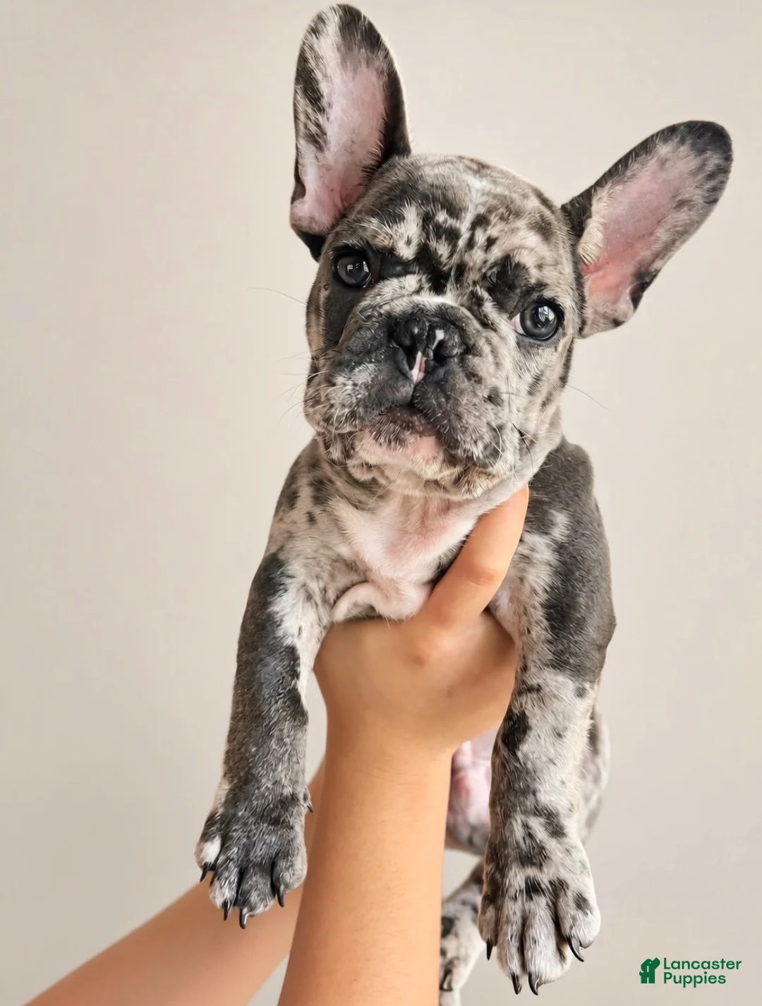 French Bulldog dogs for sale: Louie (Blue Merle) - Ad 1