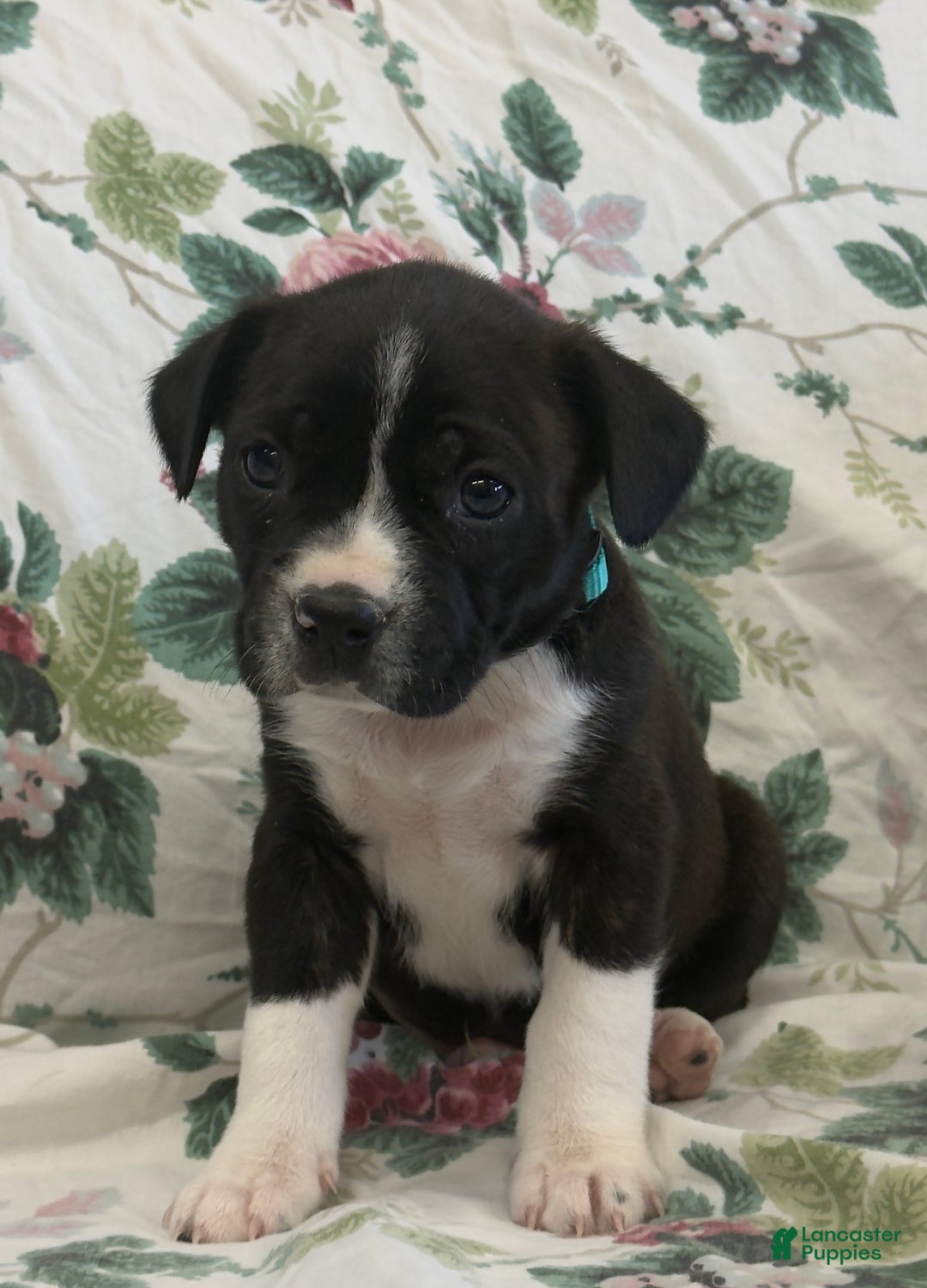 Mixed Breed dogs for sale: Marshall - Ad 4