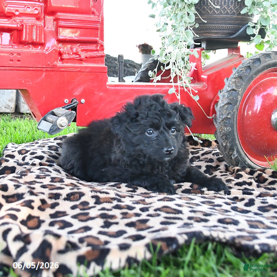 Pomapoo dogs Pretzel - Ad 2