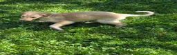 Borzoi dogs for sale: Fabien-APRI-Pedigree - Ad 8