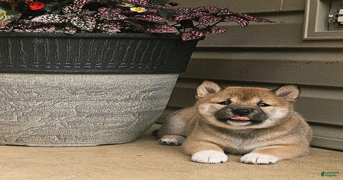 Blue blue Shiba Inu Puppies for sale | Lancaster Puppies
