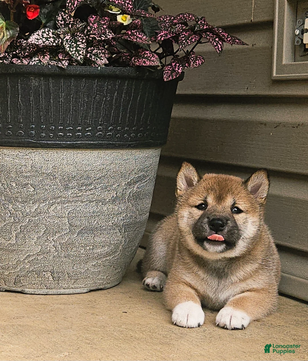 Shiba Inu dogs for sale: Ginger - Ad 1